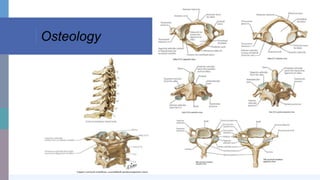 Osteology
 