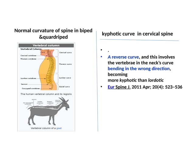 Cervical spine and architecture biomechanics | PPTX | Bone and Joint ...