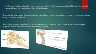 Cervical spine part 2