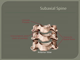 Uncus Process Cervical spinepathology | PPTX