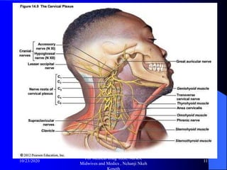 Cervical spine x ray and pathologies radiology training resource ...