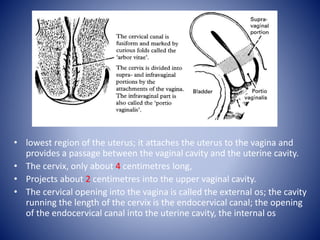 • lowest region of the uterus; it attaches the uterus to the vagina and
provides a passage between the vaginal cavity and the uterine cavity.
• The cervix, only about 4 centimetres long,
• Projects about 2 centimetres into the upper vaginal cavity.
• The cervical opening into the vagina is called the external os; the cavity
running the length of the cervix is the endocervical canal; the opening
of the endocervical canal into the uterine cavity, the internal os
 
