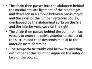 • The chain then passes into the abdomen behind
the medial arcuate ligament of the diaphragm
and descends in a groove between psoas major
and the sides of the lumbar vertebral bodies,
overlapped by the abdominal aorta on the left
and the inferior vena cava on the right.
• The chain then passes behind the common iliac
vessels to enter the pelvis anterior to the ala of
the sacrum and then descends medial to the
anterior sacral foramina.
• The sympathetic trunks end below by meeting
each other at the ganglion impar on the anterior
face of the coccyx.
 
