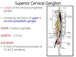 Superior Cervical Ganglion
• Largest of the cervical sympathetic
ganglia.
• Formed by the fusion of upper 4
cervical sympathetic ganglia.
SHAPE- Fusiform (spindle).
LENGTH- ~2.5 cm.
LOCATION-
• In front of transverse processes of
C2 & C3 vertebrae.
 