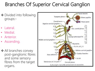 Branches Of Superior Cervical Ganglion
 Divided into following
groups:-
• Lateral.
• Medial.
• Anterior.
• Ascending.
 All branches convey
post-ganglionic fibres
and some sensory
fibres from the target
organs.
 