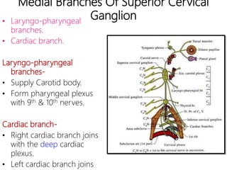 Medial Branches Of Superior Cervical
Ganglion• Laryngo-pharyngeal
branches.
• Cardiac branch.
Laryngo-pharyngeal
branches-
• Supply Carotid body.
• Form pharyngeal plexus
with 9th & 10th nerves.
Cardiac branch-
• Right cardiac branch joins
with the deep cardiac
plexus.
• Left cardiac branch joins
 