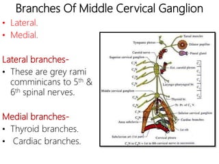 Branches Of Middle Cervical Ganglion
• Lateral.
• Medial.
Lateral branches-
• These are grey rami
comminicans to 5th &
6th spinal nerves.
Medial branches-
• Thyroid branches.
• Cardiac branches.
 