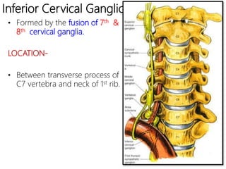 Inferior Cervical Ganglion
• Formed by the fusion of 7th &
8th cervical ganglia.
LOCATION-
• Between transverse process of
C7 vertebra and neck of 1st rib.
 
