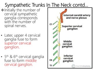 Sympathetic Trunks In The Neck contd…
Initially the number of
cervical sympathetic
ganglia corresponds
with the number of
spinal nerves.
• Later, upper 4 cervical
ganglia fuse to form
superior cervical
ganglion.
• 5th & 6th cervical ganglia
fuse to form middle
cervical ganglion.
 