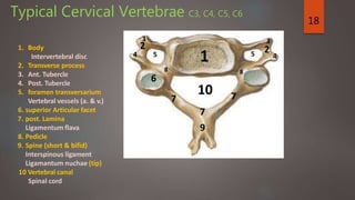 18
1. Body
Intervertebral disc
2. Transverse process
3. Ant. Tubercle
4. Post. Tubercle
5. foramen transversarium
Vertebral vessels (a. & v.)
6. superior Articular facet
7. post. Lamina
Ligamentum flava
8. Pedicle
9. Spine (short & bifid)
Interspinous ligament
Ligamantum nuchae (tip)
10 Vertebral canal
Spinal cord
1
8
2
3
6
5 5
77
4
3
2
4
10
7
9
8
Typical Cervical Vertebrae C3, C4, C5, C6
 