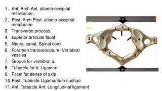 cervical vertebrae presentation by Dr Ela kinra | PPTX