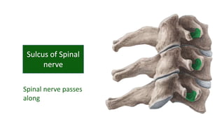 Spinal nerve passes
along
 