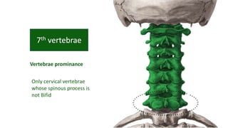 Vertebrae prominance
Only cervical vertebrae
whose spinous process is
not Bifid
 
