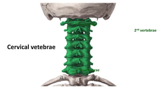 Cervical vetebrae
1st vertebrae
2nd vertebrae
7th vertebrae
 