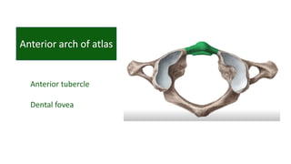 Anterior tubercle
Dental fovea
 
