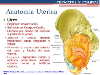 Anatomía Uterina Útero Órgano muscular hueco. Se divide en: Cuerpo y Cuello. Ubicado por debajo del extremo superior de la pelvis. Anterior y arriba : órganos intestinales (asas delgadas) y vejiga.  Posterior y abajo : cara anterior del recto y fondos de saco vaginal.  Laterales : ligamentos ancho y redondo, parametrios, uréteres, arterias, venas y linfáticos uterinos. DRAKE, Richard y Col.  GRAY Anatomía para Estudiantes . 1° Edición. Elsevier. Madrid 2005. LATARJET y RUIZ.  Anatomía Humana.  4° Edición.  Medica Panamericana. Argentina 2005. 