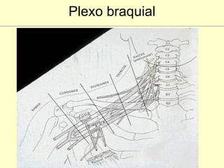 Plexo braquial 