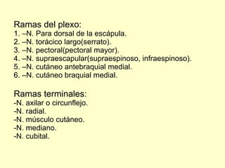 Ramas del plexo: 1. –N. Para dorsal de la escápula. 2. –N. torácico largo(serrato). 3. –N. pectoral(pectoral mayor). 4. –N. supraescapular(supraespinoso, infraespinoso). 5. –N. cutáneo antebraquial medial. 6. –N. cutáneo braquial medial. Ramas terminales: -N. axilar o circunflejo. -N. radial. -N. músculo cutáneo. -N. mediano. -N. cubital. 