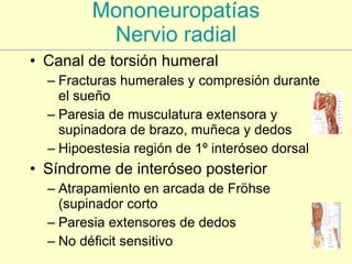 Mononeuropatías Nervio radial Canal de torsión humeral Fracturas humerales y compresión durante el sueño Paresia de musculatura extensora y supinadora de brazo, muñeca y dedos Hipoestesia región de 1º interóseo dorsal Síndrome de interóseo posterior Atrapamiento en arcada de Fröhse (supinador corto Paresia extensores de dedos No déficit sensitivo 
