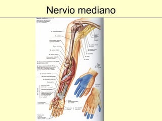 Nervio mediano 