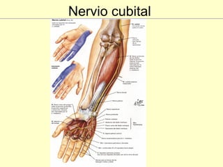 Nervio cubital 