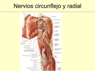 Nervios circunflejo y radial 
