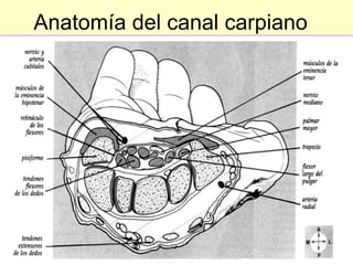 Anatomía del canal carpiano 