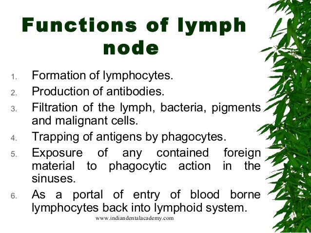 functions of lymph node