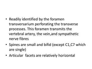 • Readily identified by the foramen
transversarium perforating the transverse
processes. This foramen transmits the
vertebral artery, the vein,and sympathetic
nerve fibres
• Spines are small and bifid (except C1,C7 which
are single)
• Articular facets are relatively horizontal
 