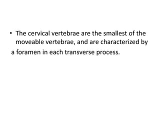 • The cervical vertebrae are the smallest of the
moveable vertebrae, and are characterized by
a foramen in each transverse process.
 