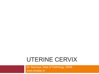 UTERINE CERVIX
Dr. Saumya, Dept of Pathology, SIMS
www.shadan.in
 