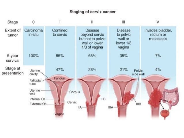 Cervix