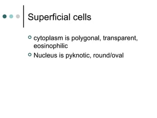 Superficial cells
 cytoplasm is polygonal, transparent,
eosinophilic
 Nucleus is pyknotic, round/oval
 