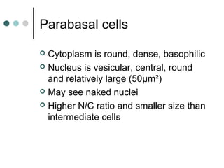 Parabasal cells
 Cytoplasm is round, dense, basophilic
 Nucleus is vesicular, central, round
and relatively large (50μm²)
 May see naked nuclei
 Higher N/C ratio and smaller size than
intermediate cells
 