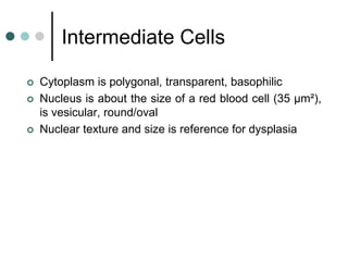 Intermediate Cells
 Cytoplasm is polygonal, transparent, basophilic
 Nucleus is about the size of a red blood cell (35 μm²),
is vesicular, round/oval
 Nuclear texture and size is reference for dysplasia
 