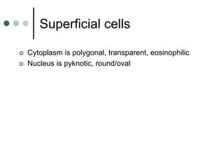 Superficial cells
 Cytoplasm is polygonal, transparent, eosinophilic
 Nucleus is pyknotic, round/oval
 
