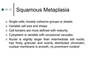 Squamous Metaplasia
 Single cells, loosely cohesive groups or sheets
 Variable cell size and shape
 Cell borders are more defined with maturity
 Cytoplasm is variable with occasional vacuoles
 Nuclei is slightly larger than intermediate cell nuclei,
has finely granular and evenly distributed chromatin,
nuclear membrane is smooth, no prominent nucleoli
 