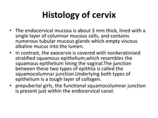 Histology of cervix
• The endocervical mucosa is about 3 mm thick, lined with a
single layer of columnar mucous cells, and contains
numerous tubular mucous glands which empty viscous
alkaline mucus into the lumen.
• In contrast, the exocervix is covered with nonkeratinized
stratified squamous epithelium,which resembles the
squamous epithelium lining the vaginal.The junction
between these two types of epithlia is called the
squamocolumnar junction.Underlying both types of
epithelium is a tough layer of collagen.
• prepubertal girls, the functional squamocolumnar junction
is present just within the endocervical canal.
 