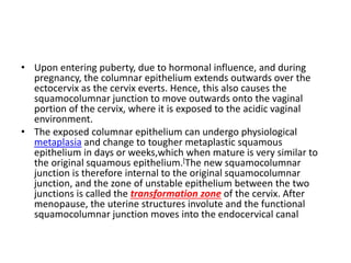 • Upon entering puberty, due to hormonal influence, and during
pregnancy, the columnar epithelium extends outwards over the
ectocervix as the cervix everts. Hence, this also causes the
squamocolumnar junction to move outwards onto the vaginal
portion of the cervix, where it is exposed to the acidic vaginal
environment.
• The exposed columnar epithelium can undergo physiological
metaplasia and change to tougher metaplastic squamous
epithelium in days or weeks,which when mature is very similar to
the original squamous epithelium.[The new squamocolumnar
junction is therefore internal to the original squamocolumnar
junction, and the zone of unstable epithelium between the two
junctions is called the transformation zone of the cervix. After
menopause, the uterine structures involute and the functional
squamocolumnar junction moves into the endocervical canal
 