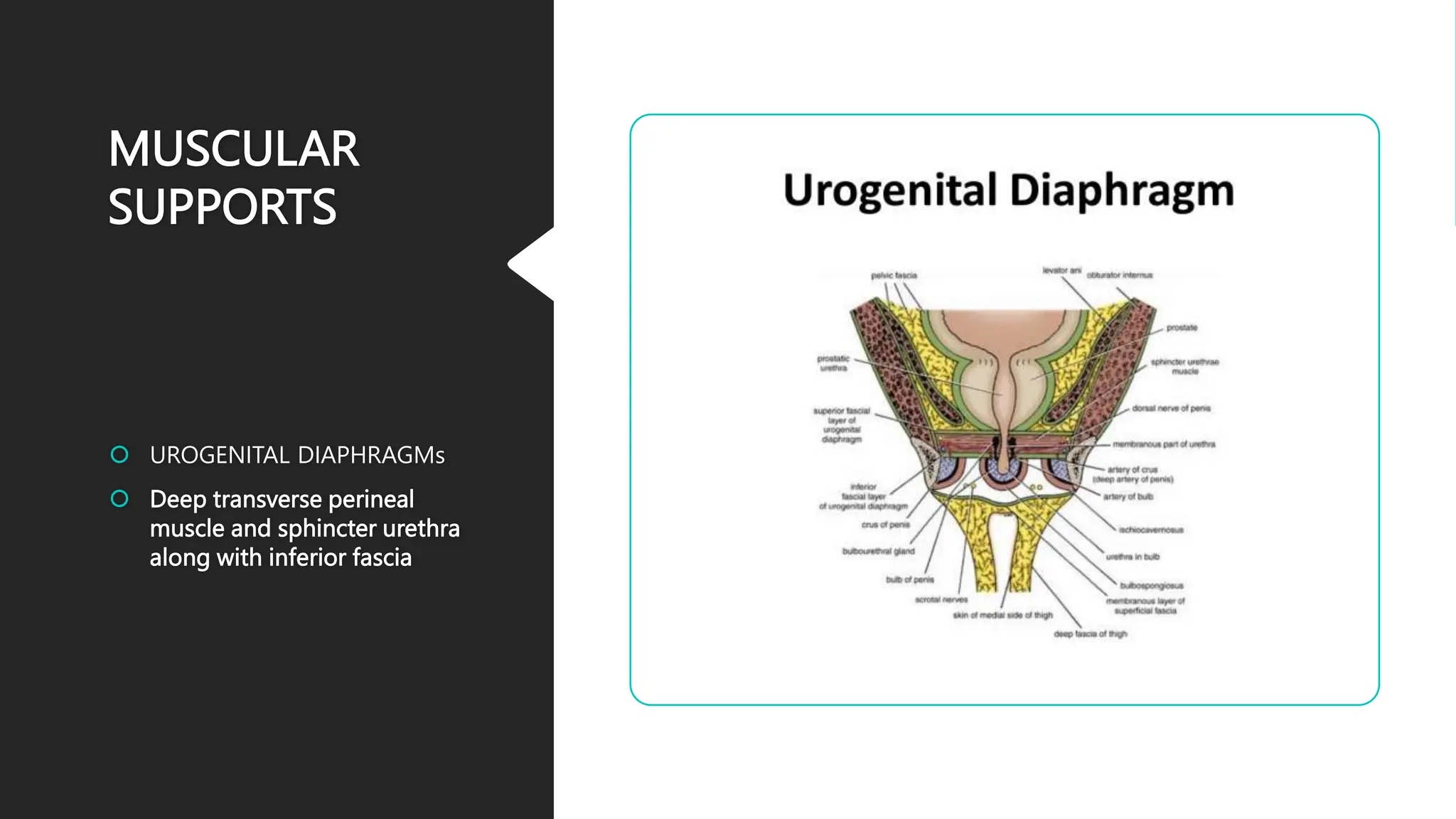 MUSCULAR
SUPPORTS
 UROGENITAL DIAPHRAGMs
 Deep transverse perineal
muscle and sphincter urethra
along with inferior fascia
 
