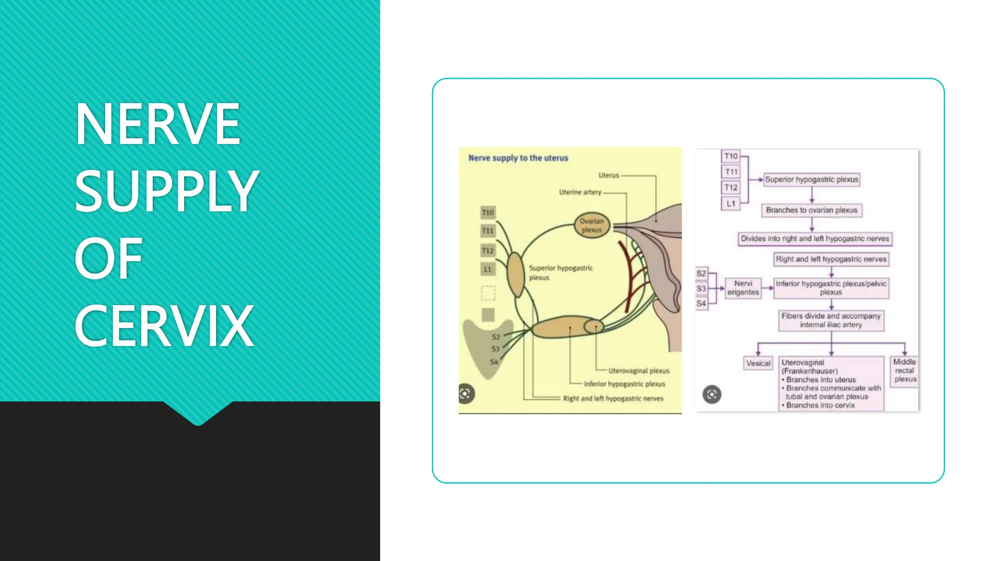 NERVE
SUPPLY
OF
CERVIX
 