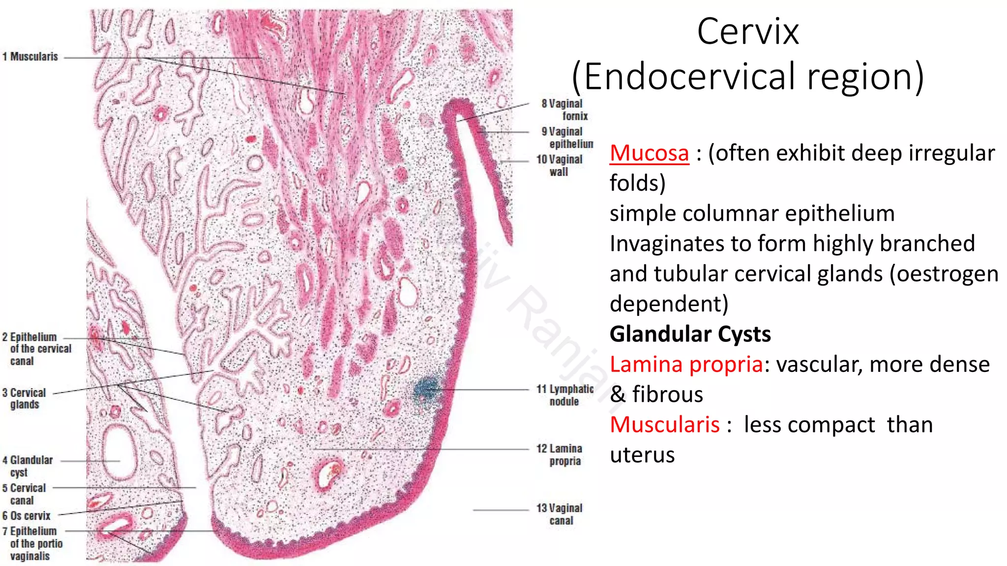 Cervix Histology Labeled 660x720 Cervix Histology Labeled 660x720