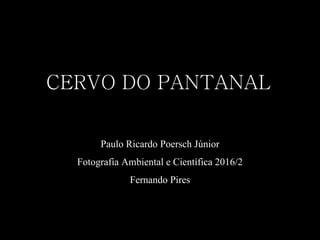 CERVO DO PANTANAL
Paulo Ricardo Poersch Júnior
Fotografia Ambiental e Científica 2016/2
Fernando Pires
 