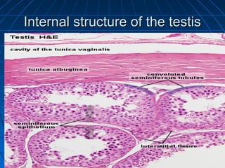 Inner Testes Male reproductive system | PPT