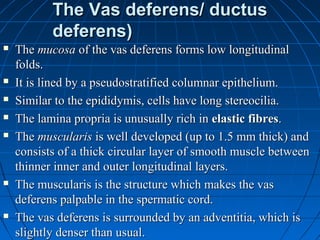 Male reproductive system | PPT