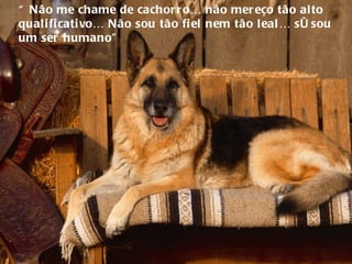 “  Não me chame de cachorro… não mereço tão alto qualificativo… Não sou tão fiel nem tão leal… só sou um ser humano”  