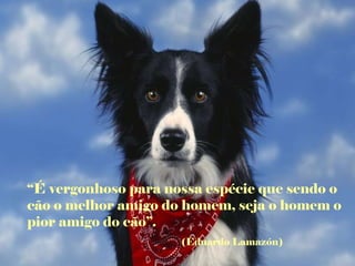 “ É vergonhoso para nossa espécie que sendo o cão o melhor amigo do homem, seja o homem o pior amigo do cão”. (Eduardo Lamazón) 