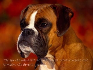 “ Se seu cão não gosta de uma pessoa, provavelmente você  também não deveria gostar.” 