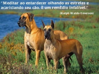 “ Meditar ao entardecer olhando as estrelas e acariciando seu cão, é um remédio infalível.”  (Ralph Waldo Emerson) 