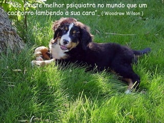 “ Não existe melhor psiquiatra no mundo que um cachorro lambendo a sua cara”   ( Woodrow Wilson ) 